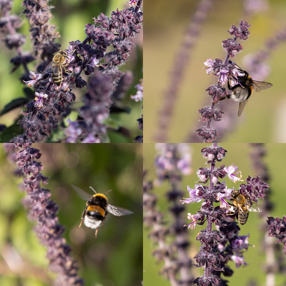 Flugbetrieb am Kräuterbeet