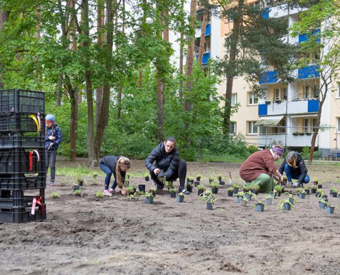 7.5.2026 // Bepflanzung der Wildblumenwiese