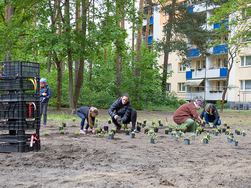 7.5.2026 // Bepflanzung der Wildblumenwiese