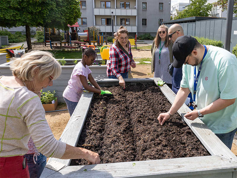 19.05.2026 // Radieschen, Rauke und Kresse sind abgeerntet, jetzt werden Bohnen gesät.