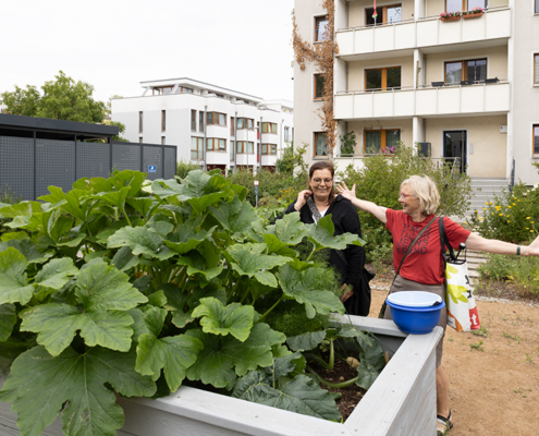 7.7.2026, üppiger Zucchini im Hochbeet