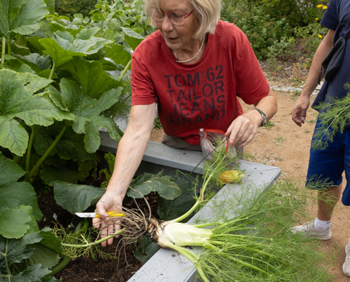 7.7.2026, Gartencoach Andrea mit einem geernteten Fenchel